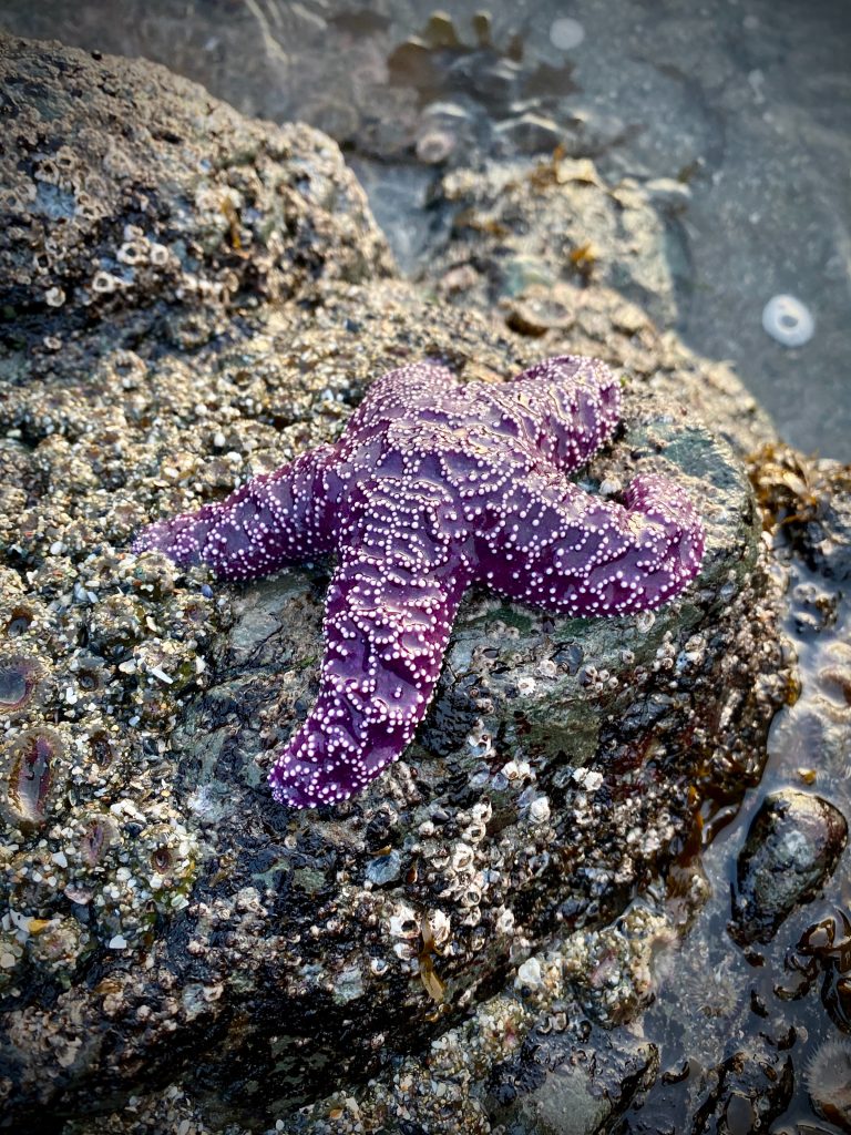 purple seastar on rock