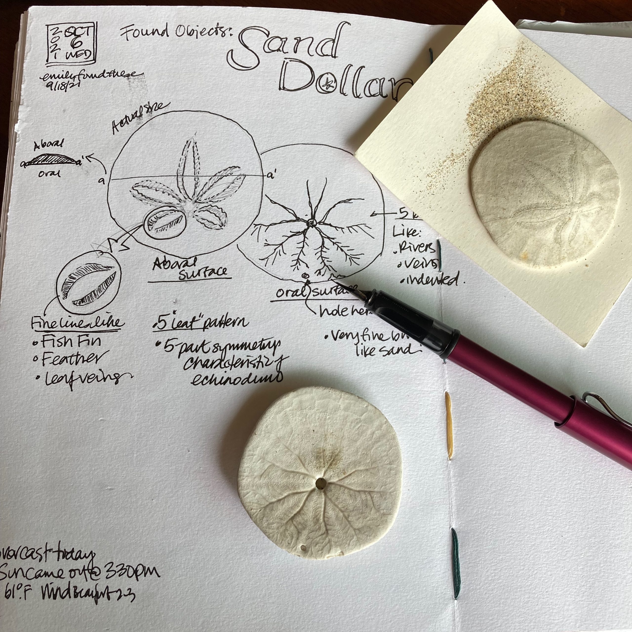 Found nature objects: Sand dollars - SPARK IN NATURE