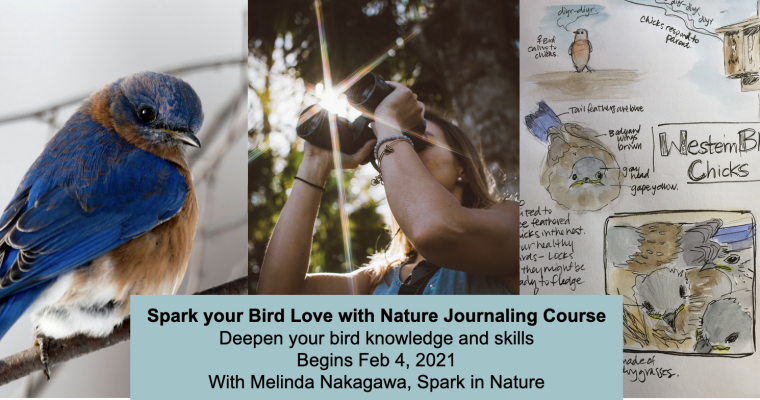 Spark your Bird Love with Nature Journaling Course begins!