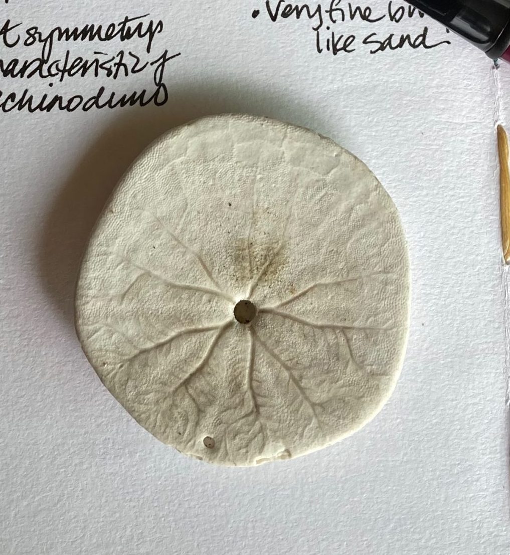 Found nature objects: Sand dollars