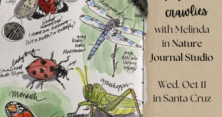 Insects and Crawlies! Nature Journal Studio~ Monthly class at the Santa Cruz Museum