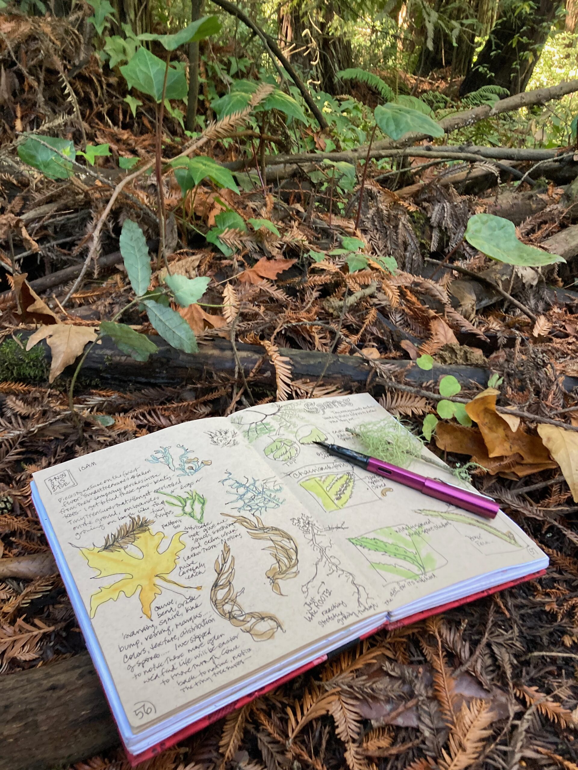 Using a Field Notebook for Nature Journaling